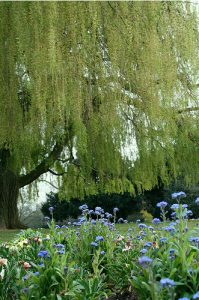 weeping willow hanging over garden