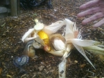 Bolton Garden 17