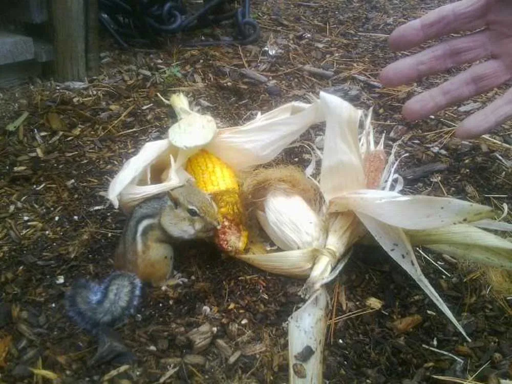 close up of chipmunk enjoying some corn