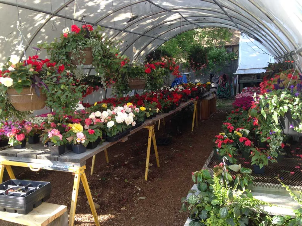 flowers and hanging baskets inside greenhouse