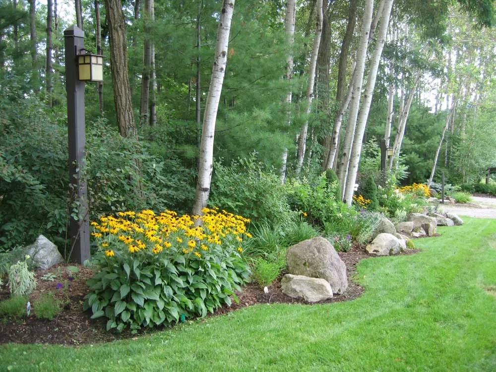garden bed with black eyed susan flowers