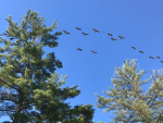 canada – geese